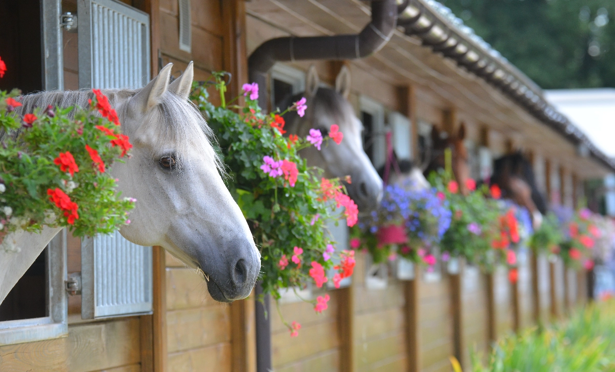 Surrey Equestrian Supplies Equestrian Supplies , Free website template, Simple Website, New Website,  Horse grooming supplies,  Tack and saddlery, Better Than Wix, No Coding Website, easy website Serving Dorking